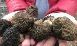 1800 rakımlı dağların "altını"