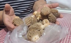 Doğanın ’Et lezzeti’ Kuzugöbeği sofralarda