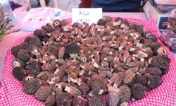 15. Dastar ve Kuzugöbeği başladı