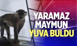 Yaramaz maymun yuva buldu