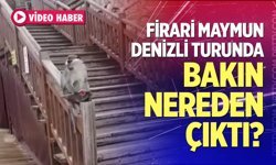 Firari maymun Denizli turunda! Bakın nereden çıktı...