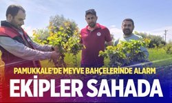 Pamukkale’de meyve bahçeleri denetleniyor