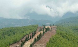 Ormanlarda yeni dönem