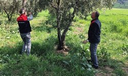 Pamukkale’de dolu mesaisi: Tarım ekipleri sahaya indi