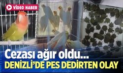 Denizli'de pes dedirten olay
