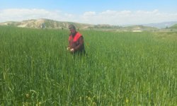 Sarayköy’de buğday tarlaları mercek altında