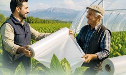 Büyükşehir’den tütün üreticisine destek! Başvurular başladı mı?