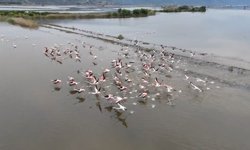 Su altında kalan arazilerde flamingolar görsel şölen oluşturdu