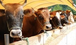 Sarayköy’de üreticiye dev destek: 110 Milyon TL aşıldı