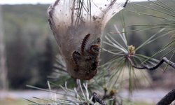 Terminatör böcekler iş başında