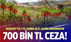 Bozkurt'un 150 yıllık mirası ters laleleri koparmanın cezası 700 bin TL