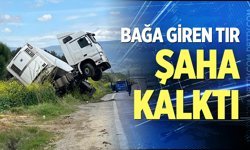 Bağa giren tır şaha kalktı