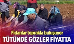 Beyağaç’ta tütün sezonu başladı