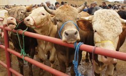 Vekaletle kurban kesim bedelleri belirlendi