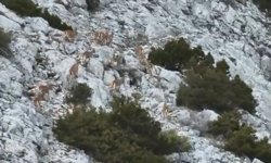 Yaban keçileri termal kameralı drone ile görüntülendi