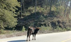 Yem fiyatları arttı, salma besicilik yeniden değer kazandı