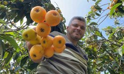 Yenidünya hasadı başladı: Kilosu 100 TL’ye kadar