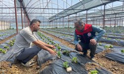 Denizli’de örtü altı tarım yakın takipte