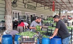 Taze bağ yaprağı aile ekonomisine destek oldu