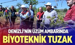 Çal'da Bağlarına  Binlerce Tuzak Asıldı