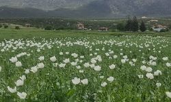 Zayim Çardak'ta haşhaş tarlalarını inceledi