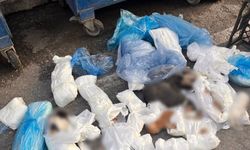 Kedi vahşetinde veteriner hekim serbest kaldı, başsavcılık itiraz etti