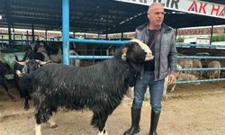 Kurban pazarının şampiyon keçisi 47 bin liradan satıldı
