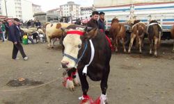 700 kiloluk şampiyon! Fiyatı duyanlar inanamadı