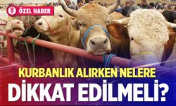 Kurbanlık alırken nelere dikkat edilmeli?