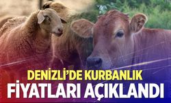 Ziraat Odaları Birliği duyurdu… Denizli’de kurbanlık fiyatları açıklandı