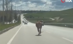 Kurbanlık kaçtı trafik birbirine girdi