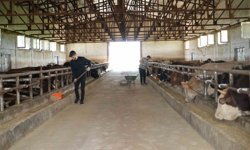 Kurbanlıklar Yola Çıktı