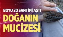 Çameli’de dev kuzu göbeği rekoru: 20 santimetreye ulaştı!