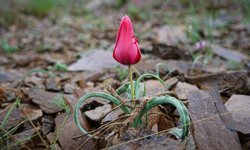 Yılda sadece 15 gün görülebiliyor!