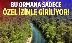 Bu orman Türkiye'de ve dünyada 2 bölgede bulunuyor