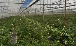 Şakayıkta Rekor Fiyat: Eymir’de Tanesi 150 TL
