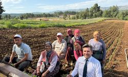 Pütün ve Tatık birlikte tütün dikti