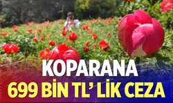 Spil’de Şakayık Şöleni ve 699 Bin TL’lik Koruma!