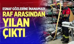 Raf arasından yılan çıktı