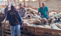 Denizli'de küpeleme ve aşılama tam gaz sürüyor