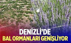 Denizli'de bal ormanları genişliyor