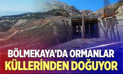 Bölmekaya'da ormanlar küllerinden doğuyor
