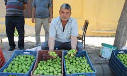 Bu pazarda meyve değil sinek satılıyor