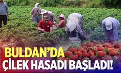 Buldan'da çilek hasadı başladı! Tarla da bereket, üreticide coşku var