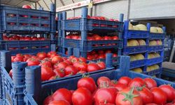 Sebze halindeki domatesin fiyatı 15 TL’ye düştü