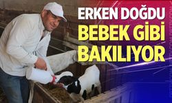 Erken doğan buzağısına bebek gibi bakıyor