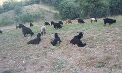 Gediz Akdağ'da Yörüklerin yayla göçü başladı