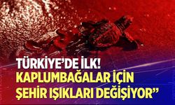Kaplumbağalar için şehir ışıkları değişiyor