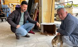 İşyerinde doğan kedi yavrularına esnaf sahip çıktı