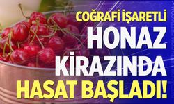 Coğrafi işaretli Honaz Kirazı’nda hasat başladı